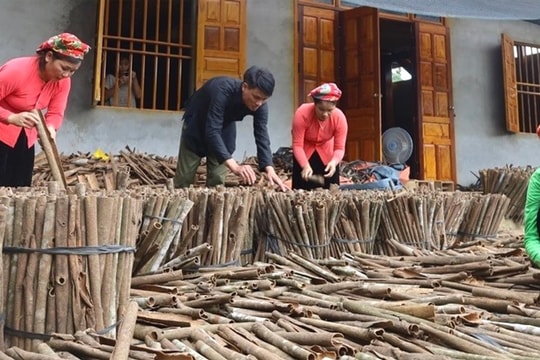 Bảo Yên (Lào Cai): Phát triển mô hình trồng quế để giảm nghèo