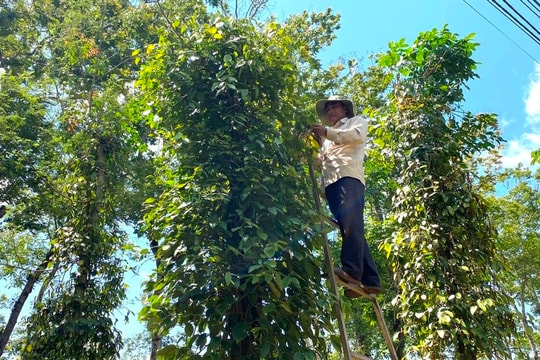 Đắk Song (Đắk Nông): Đặt lợi ích người dân lên hàng đầu khi xây dựng nông thôn mới