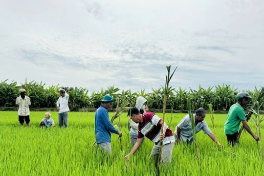 Phòng trừ sinh vật gây hại theo cách bảo vệ môi trường