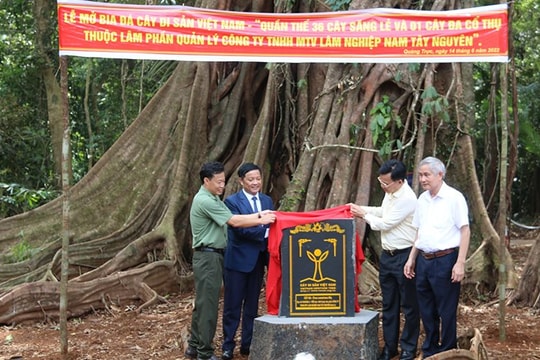 Công ty TNHH MTV Lâm nghiệp Nam Tây Nguyên: Chú trọng công tác quản lý, bảo vệ rừng