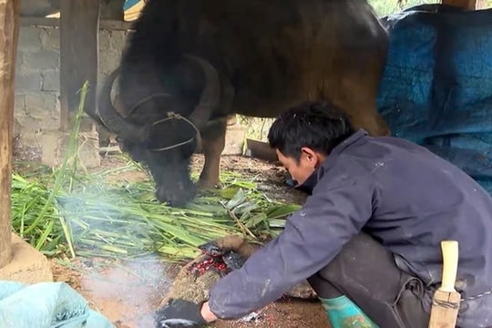 Lai Châu chủ động biện pháp phòng chống đói rét cho đàn gia súc