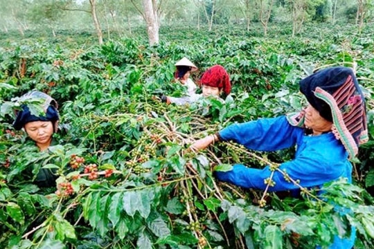 Cà phê Mường Ảng (Điện Biên): Tiềm năng và khát vọng vươn lên