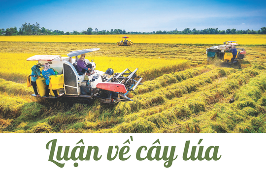 Luận về cây lúa