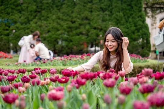 Thưởng ngoạn hàng nghìn bông tulip quý hiếm trên đỉnh Bà Nà dịp Tết Nguyên đán