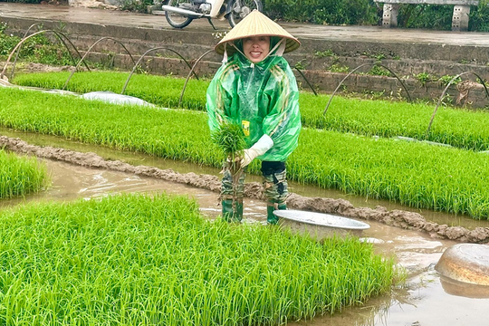 Thanh Oai (Hà Nội): Nông dân hối hả vào vụ gieo cấy xuân