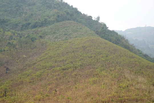 Thanh Hóa: Giá sắn xuống thấp, nông dân chưa thu hoạch, chờ giá lên