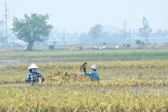 Mô hình máy tuốt lúa “0 đồng” hỗ trợ nhân dân thu hoạch lúa mùa