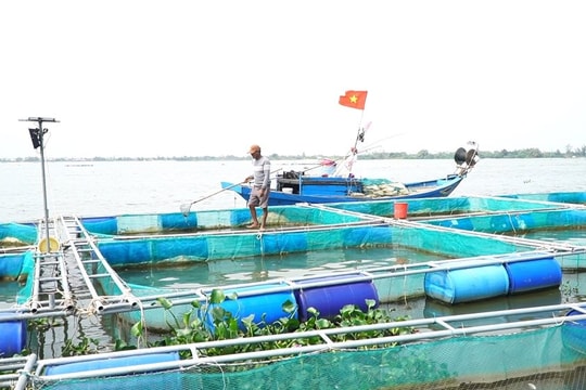 Quảng Nam: Hàng trăm tấn cá lồng bè trên sông Thu Bồn bị chết bất thường