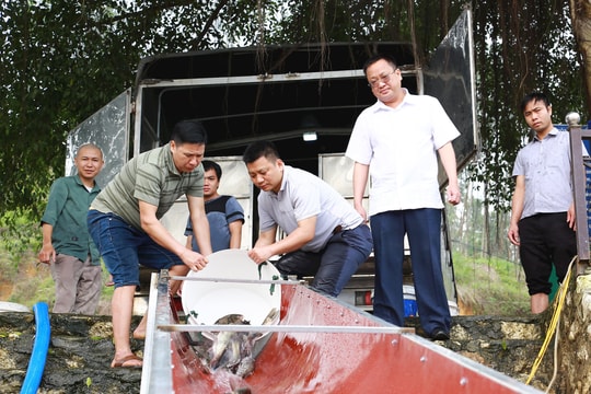 Yên Bái: Phát triển nguồn lợi thủy sản trên Hồ Thác Bà