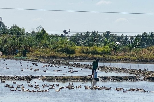 Hậu Giang: Tăng cường quản lý bảo vệ môi trường trong chăn nuôi