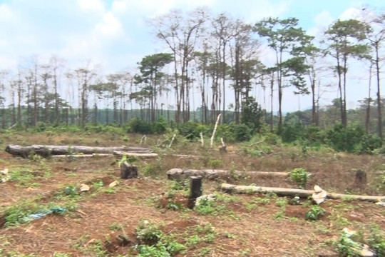 Đắk Nông: Phá hoại rừng thông dọc Quốc lộ để lấn chiếm đất sản xuất