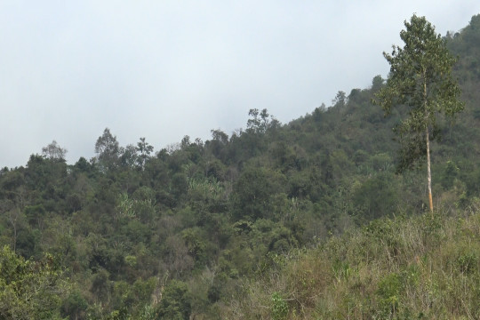 Lai Châu: Nâng cao hiệu quả chi trả dịch vụ môi trường rừng