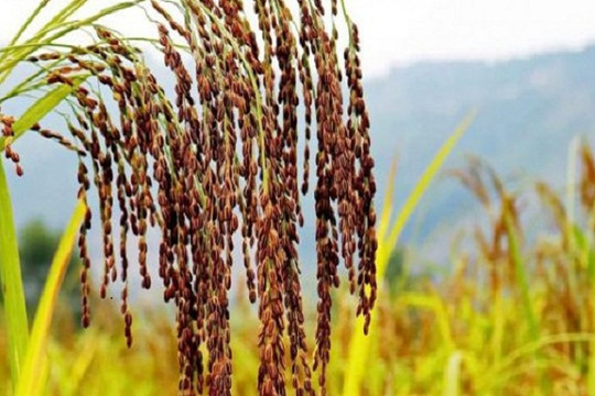 Ninh Bình: Giúp nông dân làm giàu từ lúa nếp hạt cau