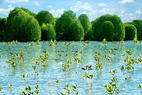 Đề xuất thành lập mạng lưới các khu Ramsar Việt Nam