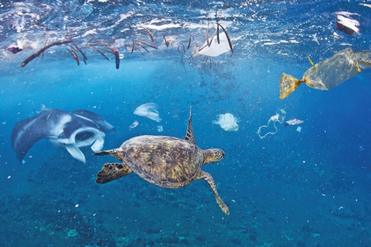 Góp ý dự thảo Đề án Việt Nam chủ động tham gia đàm phán và xây dựng Thỏa thuận toàn cầu về rác thải nhựa đại dương