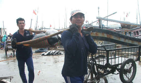 Phú Yên: Nhiều giải pháp phát triển ngành công nghiệp khai thác cá ngừ