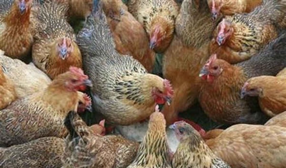 Chính phủ Burkina Faso xác nhận ổ dịch cúm gia cầm H5N1 ở gà
