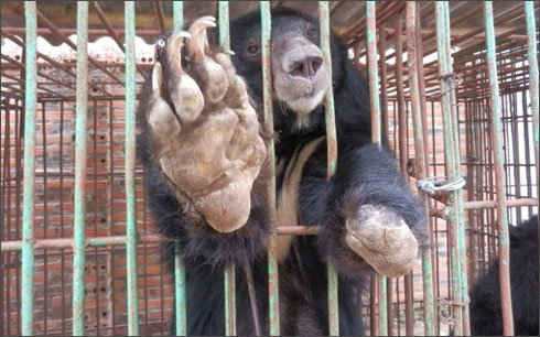 Quảng Ninh chuyển giao gấu nuôi nhốt trong tháng 5