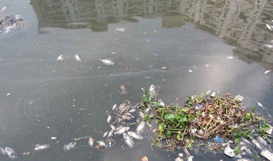 TPHCM: Cá lại chết trắng kênh Nhiêu Lộc – Thị Nghè
