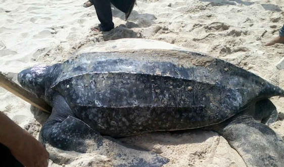 Đẩy mạnh công tác bảo tồn Rùa biển ở Côn Đảo