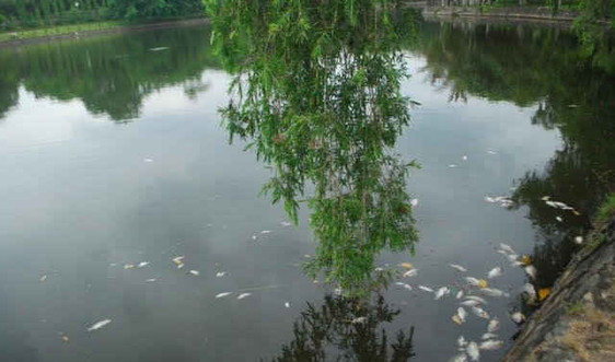 Cá lại chết nổi trắng mặt hồ công viên Nhạc Sơn - TP Lào Cai