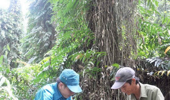 Trữ lượng than bùn rừng U Minh Hạ khoảng 13 triệu tấn