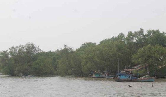 Trên 1 tỷ đồng lập dự án khôi phục rừng phòng hộ ven biển Kiên Giang