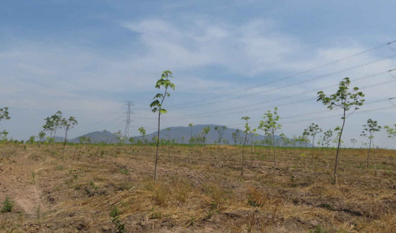 Chuyển đổi rừng nghèo sang trồng cao su ở Gia Lai: Bài 1: Vội vàng phá rừng để trồng cao su?