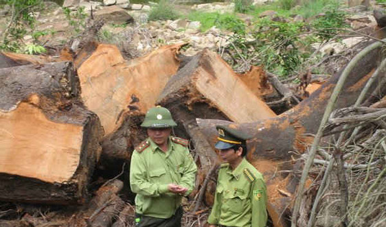 Điều tra, xử lý các đối tượng khai thác gỗ trái phép tại Phú Yên