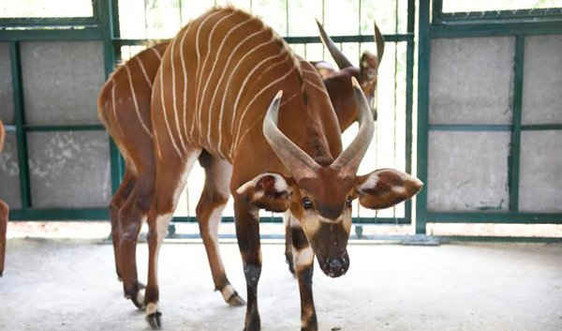 Vinpearl Safari Phú Quốc đón đợt động vật quý hiếm đầu tiên