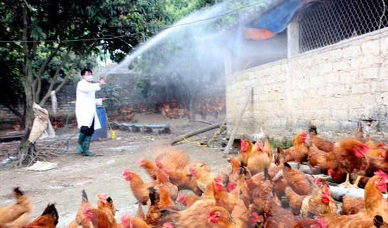 Sơn La công bố dịch cúm gia cầm H5N6