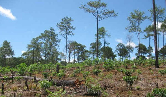 Rà soát nhu cầu sử dụng đất, rừng của từng cty lâm nghiệp Lâm Đồng