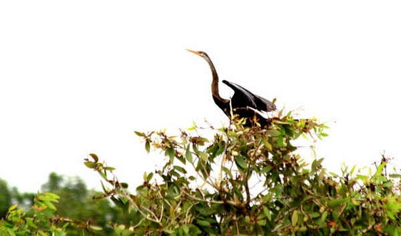 U Minh Thượng trở thành Khu Ramsar thứ 2228 của thế giới