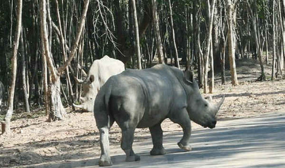 Không có tê giác chết tại Vinpearl Safari Phú Quốc