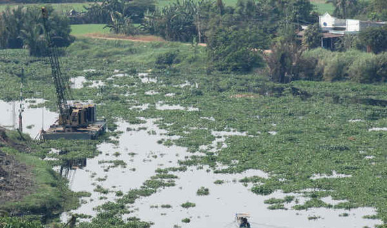 Tây Ninh: Các sở, ngành vào cuộc xử lý lục bình trên sông Vàm Cỏ Đông
