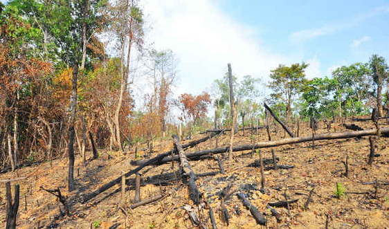UBND huyện Đăk Đoa chỉ đạo kiểm tra, xử lý vụ hàng trăm hecta rừng phòng hộ bị lấn chiếm