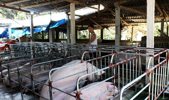 Lào Cai: Hiệu quả mô hình chăn nuôi gắn với BVMT
