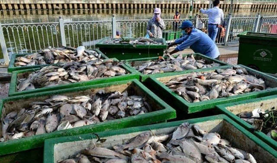 TPHCM: Khắc phục tình trạng cá chết trên kênh Nhiêu Lộc – Thị Nghè