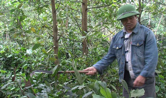 Hội cựu chiến binh tỉnh Yên Bái: Nỗ lực bảo vệ rừng