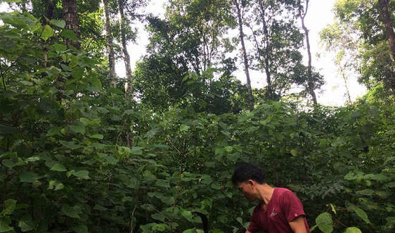 Tam Đường - Lai Châu: Quản lý rừng bền vững, giảm phát thải khí CO2