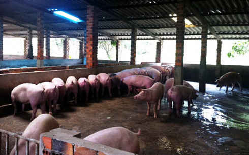 Vắng thương lái thu mua, giá thịt lợn đang giảm sâu