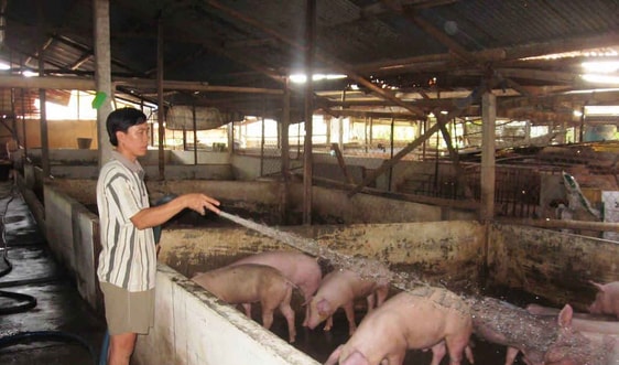 Đông Nam bộ: Nông dân lỗ tiền tỷ vì heo rớt giá