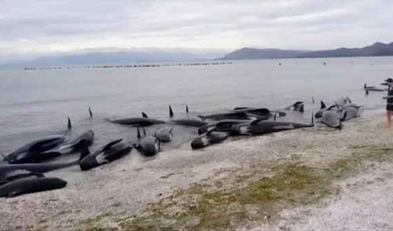 Lực lượng cứu hộ chạy đua để bảo vệ hàng trăm cá voi mắc cạn trên bãi biển New Zealand