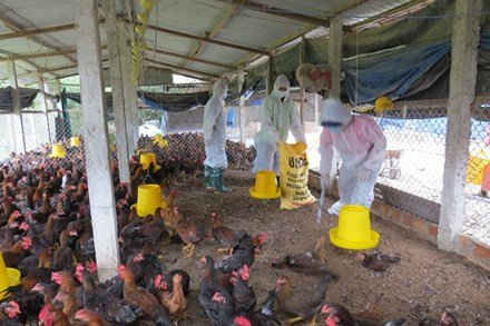 Quảng Ngãi: Tiếp tục tiêu hủy hàng nghìn con gà bị dịch cúm gia cầm