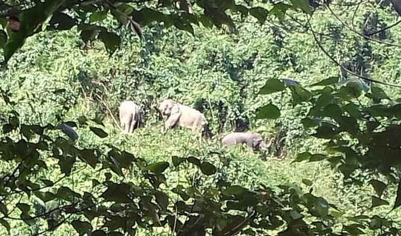 Quảng Nam: Di dời đàn voi rừng ở Bắc Trà My về với đàn voi ở Nông Sơn