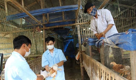 Bình Định khẩn cấp phòng chống dịch cúm gia cầm