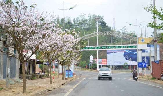 Bảo tồn và phát triển 450 ha cây hoa Ban Điện Biên