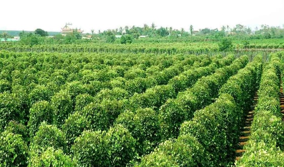 Gia Lai: Hồ tiêu đột ngột rớt giá bất thường