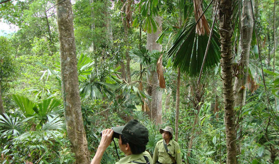 Bảo vệ hệ sinh thái rừng ở Quảng Nam