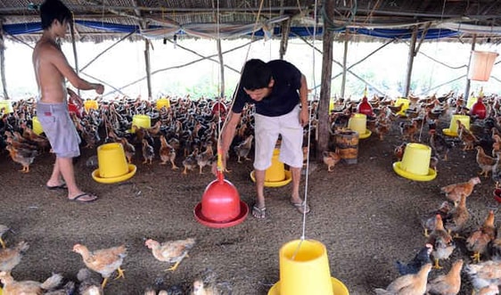 Quảng Trị: Xuất hiện ổ dịch cúm gia cầm A/H5N6